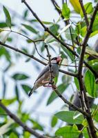 Java gorrión, Java pinzón encaramado en árbol foto