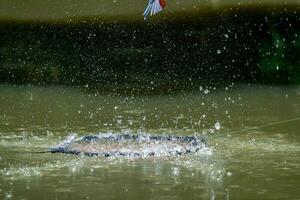 Stork-billed Kingfisher flying with fish photo