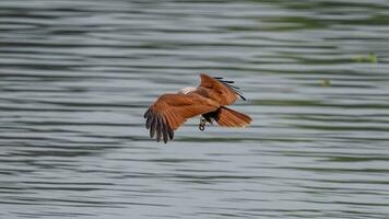 Brahminy Kite flying in the sky in nature of Thailand photo