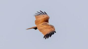 Brahminy Kite flying in the sky in nature of Thailand photo