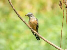 plaintive cuckoo perched on tree photo