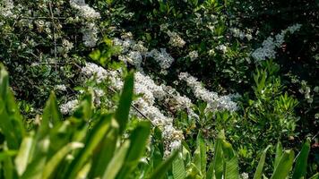 Bougainvillea flower, Paperflower, White Bougainvillea flower  blooming in the garden photo