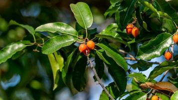 Spanish cherry, Medlar, Bullet wood blooming in the garden photo