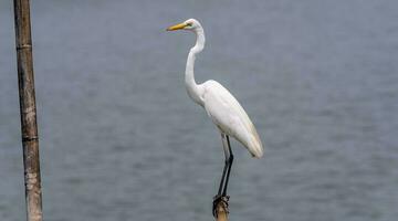 egret perched on a stum photo