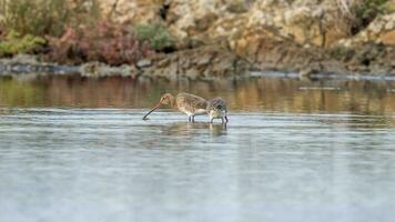 Bar-tailed Godwit on the lake photo