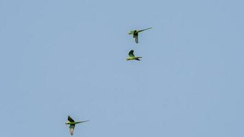 Alexandrine parakeet, Alexandrine parrot flying in to the sky photo