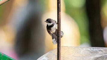 Pied Fantail in the garden photo