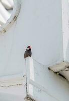 Java sparrow, Java finch stand on the fence photo