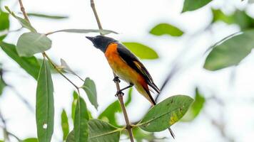 Small Minivet perched on tree photo