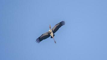 Painted Stork flying in to the blue sky photo