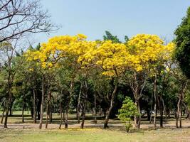 plata trompeta árbol, árbol de oro, paraguayo plata trompeta árbol floreciente en el garde foto