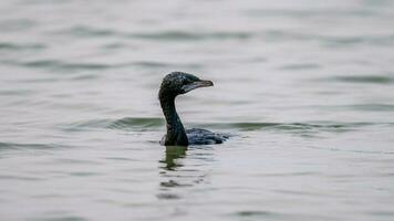 Little Cormorant in the pond photo