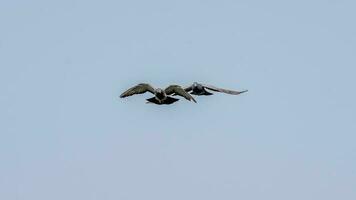 pigeon flying in to the sky photo