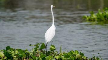 egret standing on water hyacinth photo