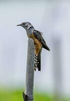 Plaintive Cuckoo perched on a stump photo