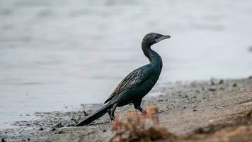 Little Cormorant stand on the field photo