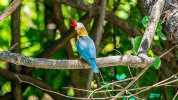 Stork-billed Kingfisher perched on tree photo