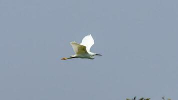 egret flying in to the blue sky photo