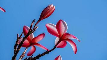 frangipani, plumería, templo árbol, cementerio árbol foto