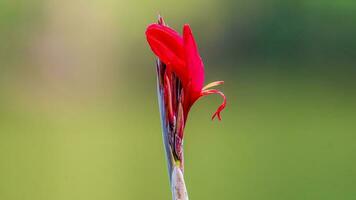 Canna indica L. blooming in the garden photo