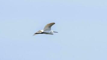 egret flying in to the blue sky photo