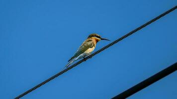 Blue-tailed bee-eater perched on wire photo