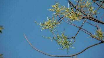 Spondias pinnata L.f. Kurz blooming in the garden photo