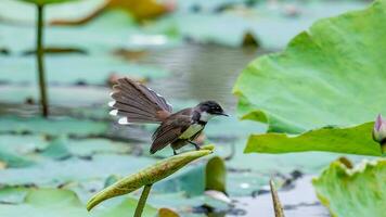 Sunda pied fantail perched on tree photo