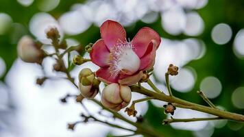 Sal, Shal, Sakhuwan, Sal Tree, Sal of India, Religiosa blooming in the garden bokeh background photo