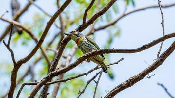 Coppersmith Barbet perched on tree photo