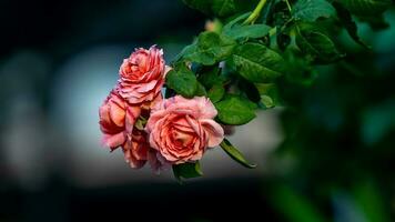 pink rose blooming in the garden photo