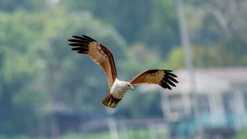 Brahminy Kite flying in the sky in nature of Thailand photo