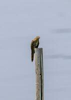 Plaintive Cuckoo perched on a stump photo