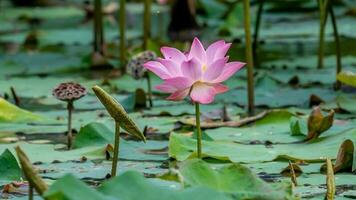 rosado loto flor floreciente en el estanque foto