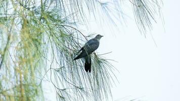 Himalayan cuckoo flying in the garden photo