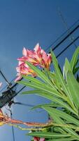 Nerium oleander L. blooming in the garden blue sky background photo