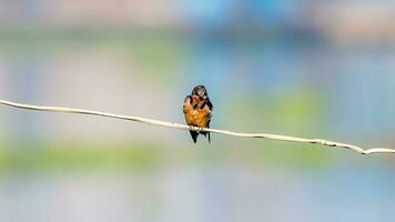 Barn Swallow perched on wire photo