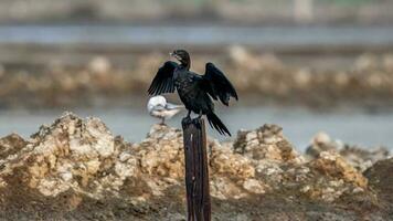 Little Cormorant perched on a stump photo