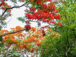 Flame tree with bright red flowers and seed pods photo