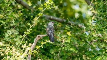 Plaintive Cuckoo perched on tree photo