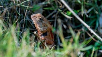 chameleon on the grass in the garden photo