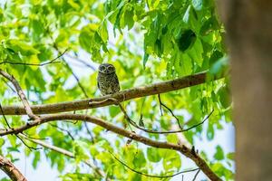 manchado búho encaramado en árbol foto