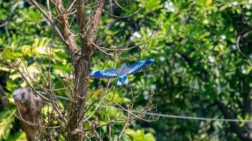 Indian Roller flying in the garden photo