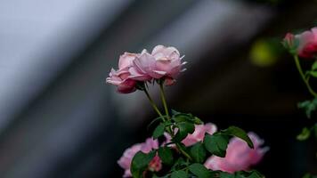 pink rose blooming in the garden photo