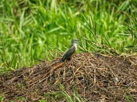 plaintive cuckoo stand on the field photo