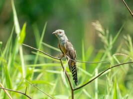 plaintive cuckoo perched on tree photo