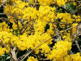 Silver trumpet tree, Tree of gold,Paraguayan silver trumpet tree blooming in the garden photo