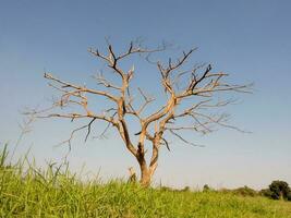 dry tree over the field photo