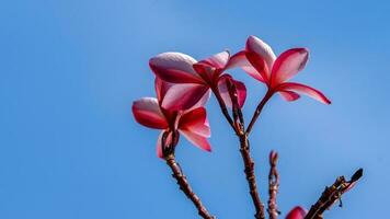 frangipani, plumeria, árbol del templo, árbol del cementerio que florece en el fondo del cielo azul del jardín foto