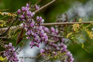 purple millettia brandisiana kurz flowers on natural daylight photo